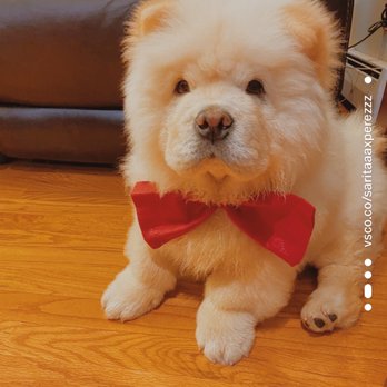 Oh My Dog - Pet Groomers Near Me - Kearny, New Jersey