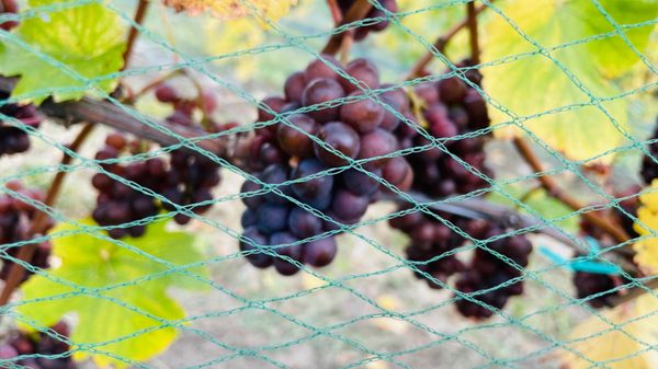 Mari Vineyards by null