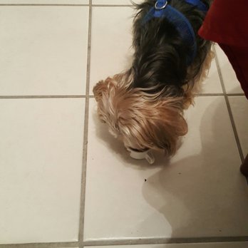 Siam Bistro - My dog loves the pho - Thai Near Me - Miami, Florida Siam Bistro - My dog loves the pho - Thai Near Me - Miami, Florida