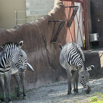 Saint Louis Zoo - Zoos Near Me - St Louis, Missouri