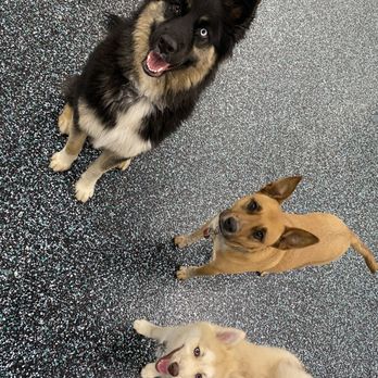 NYC Pet Services - Pet Groomers Near Me - Astoria, New York NYC Pet Services - Pet Groomers Near Me - Astoria, New York