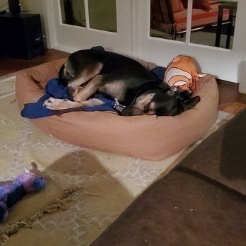 Yappy Hour Pet Sitting - Harry. Lovable silly Great Dane - Pet Sitting Near Me Yappy Hour Pet Sitting - Harry. Lovable silly Great Dane - Pet Sitting Near Me