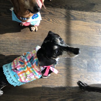 Gigi s Pampered Pets - Pet Groomers Near Me - Galveston, Texas