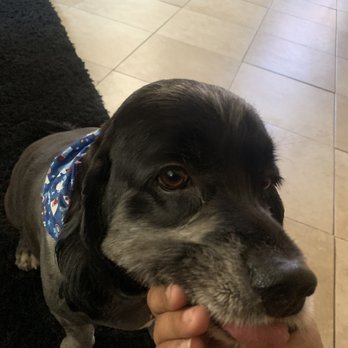 Urban Pet Spaw - doggo - Pet Groomers Near Me - El Cajon, California Urban Pet Spaw - doggo - Pet Groomers Near Me - El Cajon, California