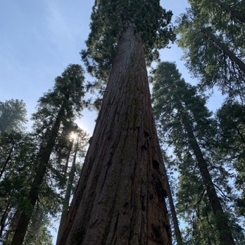Calaveras Big Trees State Park - Really Big Tree - Parks Near Me - Arnold, California Calaveras Big Trees State Park - Really Big Tree - Parks Near Me - Arnold, California