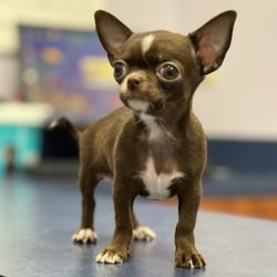SoCal Pet Hospital - Taking my tiny chihuahua to the doctor