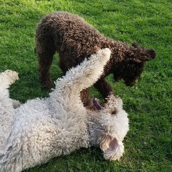 GingerBred Dog Care - Dogs at play - Dog Walkers Near Me GingerBred Dog Care - Dogs at play - Dog Walkers Near Me