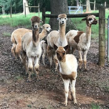 Rosewood Alpaca Farm - Female Alpaca's - Farms Near Me - Winder, Georgia