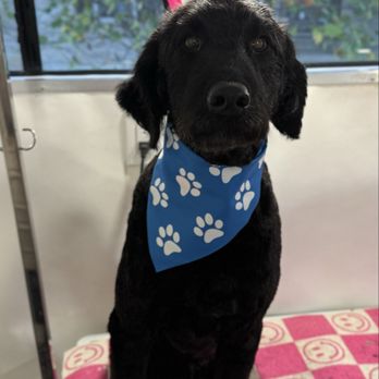 Pit Stop Mobile Pet Spa - Pet Groomers Near Me Pit Stop Mobile Pet Spa - Pet Groomers Near Me