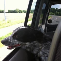 Animal Medical Center - Eevee headed to her home away from home for a few days :)