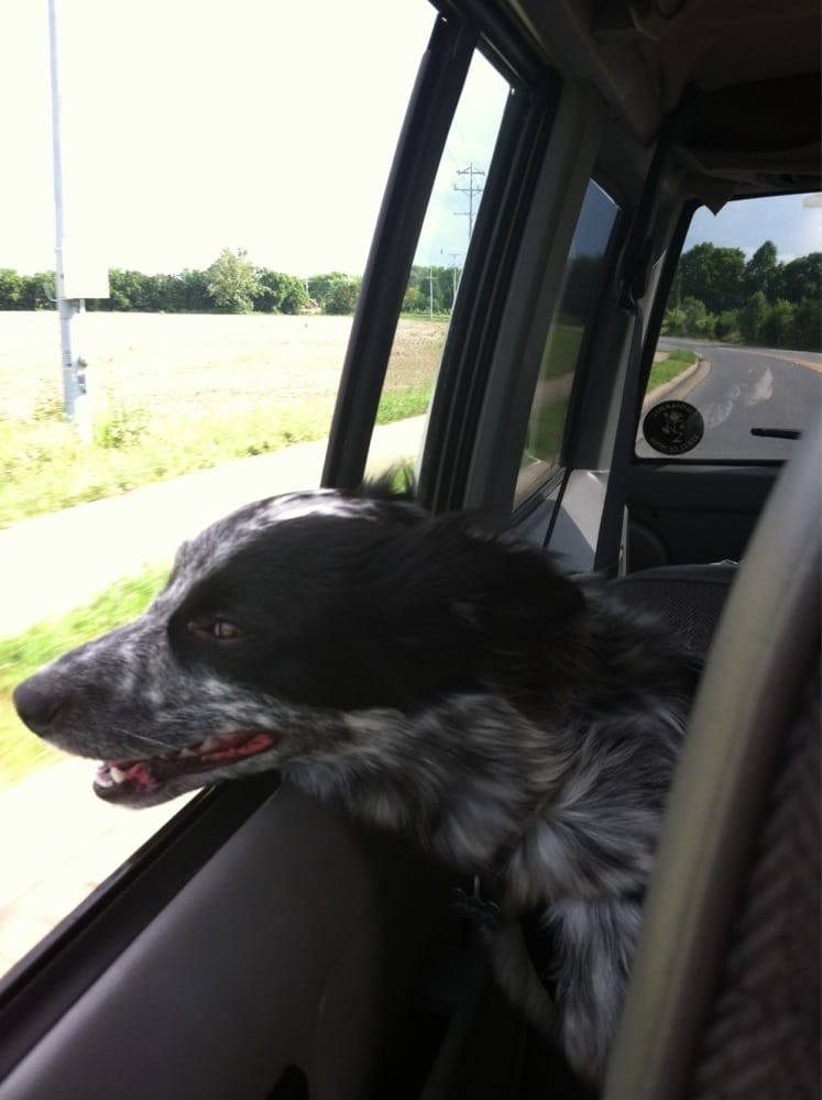 Animal Medical Center - pet boarding facility in Murfreesboro, TN