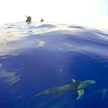 One Ocean Diving - Free Diving Near Me - Haleiwa, Hawaii