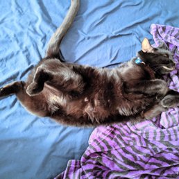 Ser Pounce dreaming of flying Ser Pounce dreaming of flying