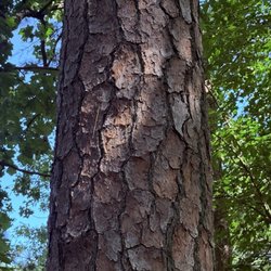 Suwanee Creek Park