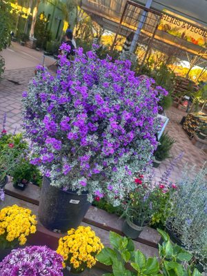 Civano Nursery - Retail Location by null