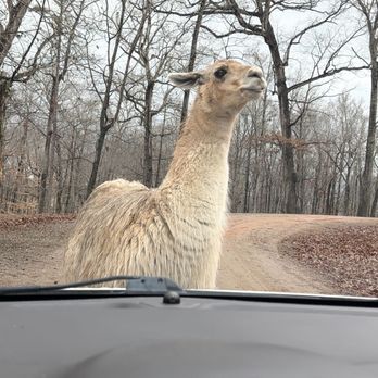 Lazy 5 Ranch - Zoos Near Me - Mooresville, North Carolina