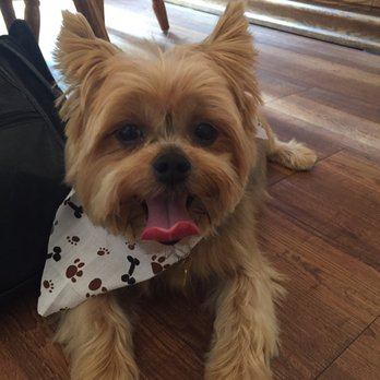 The Bark & Collar - My sweet Yorkie after his grooming!! - Pet Groomers Near Me - Poway, California