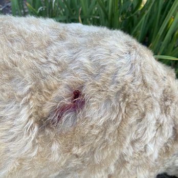 Veterinary Emergency Group - Bite wound before shaving him down. - Emergency Pet Hospital Near Me - San Ramon, California