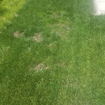A1 Tree and Landscape - They did not place the gopher wire in this section. - Tree Services Near Me