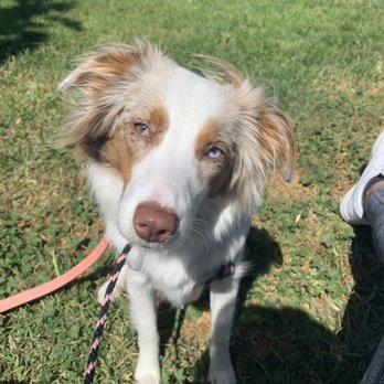 Next Gen ACS - Happy Next Gen ACS trainee out for a walk - Pet Training Near Me Next Gen ACS - Happy Next Gen ACS trainee out for a walk - Pet Training Near Me