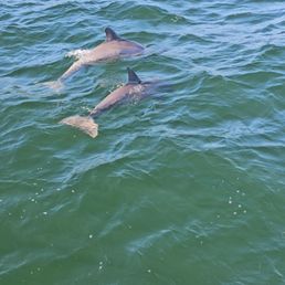 Dolphin couple! Dolphin couple!