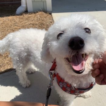 Love Bugs Pet Sitting - Dog Walkers Near Me Love Bugs Pet Sitting - Dog Walkers Near Me
