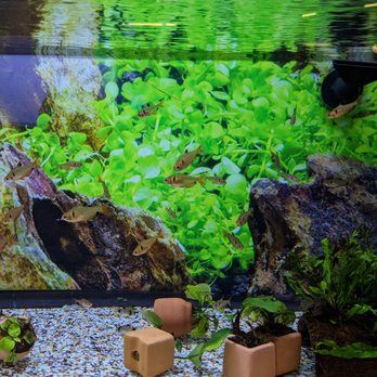 Petco - Fish - Pet Training Near Me - Las Vegas, Nevada Petco - Fish - Pet Training Near Me - Las Vegas, Nevada