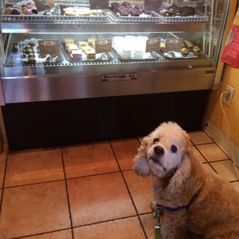 The Dog Bakery - Fred waiting for a cookie. - Pet Stores Near Me - Pasadena, California The Dog Bakery - Fred waiting for a cookie. - Pet Stores Near Me - Pasadena, California