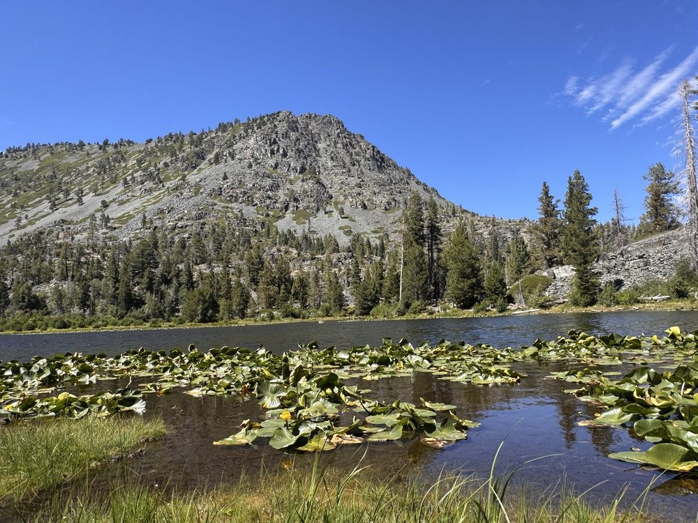 Lily Pond Lake Logo