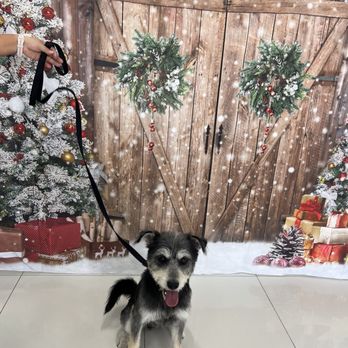 Barkingham Pawlace - There's always cute, seasonal backdrops to take your dog's picture in front of! - Pet Boarding Near Me - Los Angeles, California Barkingham Pawlace - There's always cute, seasonal backdrops to take your dog's picture in front of! - Pet Boarding Near Me - Los Angeles, California