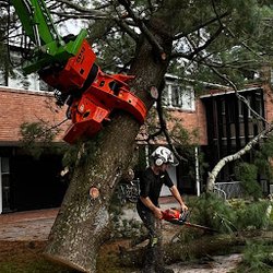 Arborcare Tree Service