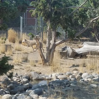 Animal Ark - Wolf - Zoos Near Me - Reno, Nevada