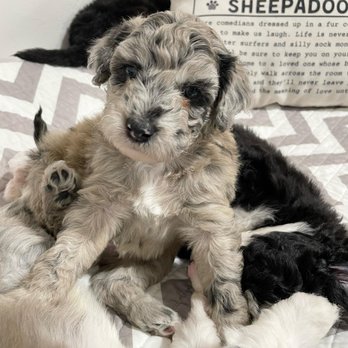 Sharon’s Sheepadoodle’s - Cumin is a male Mini Sheepadoodle. He is available for Christmas - Pet Adoption Near Me Sharon’s Sheepadoodle’s - Cumin is a male Mini Sheepadoodle. He is available for Christmas - Pet Adoption Near Me