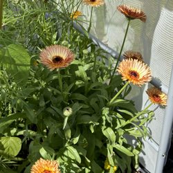 Vego Garden