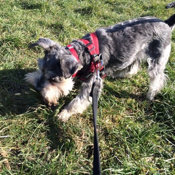 Care2Pets - Of on an exploration! - Dog Walkers Near Me - Stockport, XGM