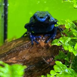 Curious Pets and Curiosities