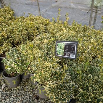 Cedar Rim Nursery - Nurseries & Gardening Near Me - Langley, British Columbia