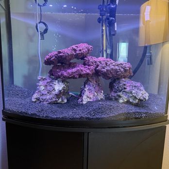 Diamond Aquatics - New saltwater aquarium with a happy purple firefish. - Aquarium Services Near Me Diamond Aquatics - New saltwater aquarium with a happy purple firefish. - Aquarium Services Near Me