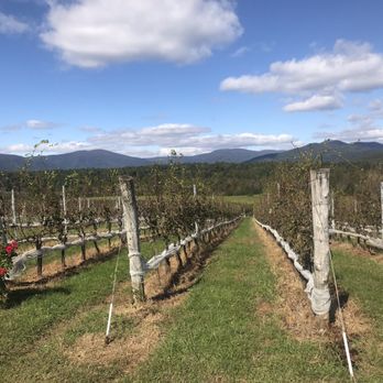Stinson Vineyards - Wineries Near Me - Crozet, Virginia