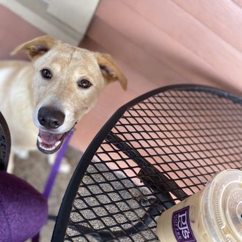 PJ's Coffee - Coffee and pet friendly patio - Coffee & Tea Near Me - New Orleans, Louisiana