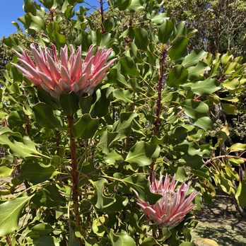 Ali'i Kula Lavender - Tours Near Me - Kula, Hawaii Ali'i Kula Lavender - Tours Near Me - Kula, Hawaii