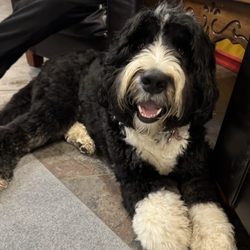 Ottewell Curling Club - Jethro - the adorable club mascot -who greets members and guests.