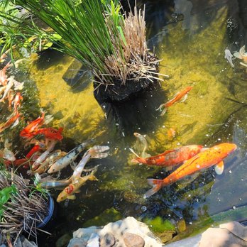 Fat Jack's - Koi pond - Steakhouses Near Me - Walterboro, South Carolina Fat Jack's - Koi pond - Steakhouses Near Me - Walterboro, South Carolina