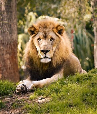 Jacksonville Zoo and Botanical Gardens by null