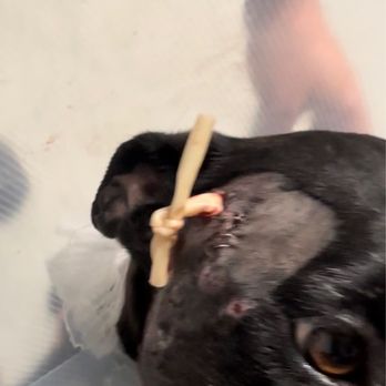 Lancaster Animal Care Center - Drain and 3 staples in her head - Animal Shelters Near Me - Lancaster, California Lancaster Animal Care Center - Drain and 3 staples in her head - Animal Shelters Near Me - Lancaster, California