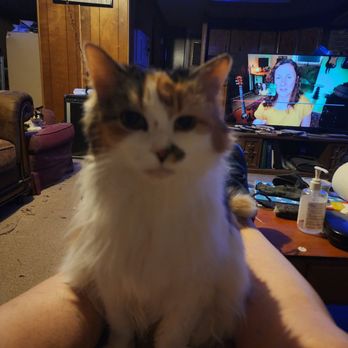 Turley Michael E DVM - This is Alice, aka Alley Cat. - Veterinarians Near Me - Columbus, Ohio Turley Michael E DVM - This is Alice, aka Alley Cat. - Veterinarians Near Me - Columbus, Ohio