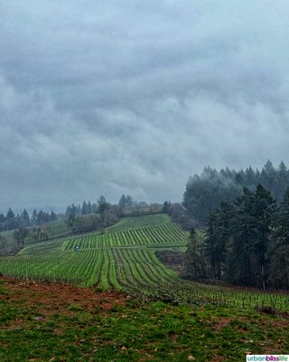 Evening Land Vineyards by null