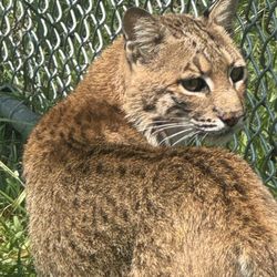 Cedar Hill Animal Sanctuary - This is Maya, who was raised in an apartment for her first 6 months. Too used to people to be released back to the wild.