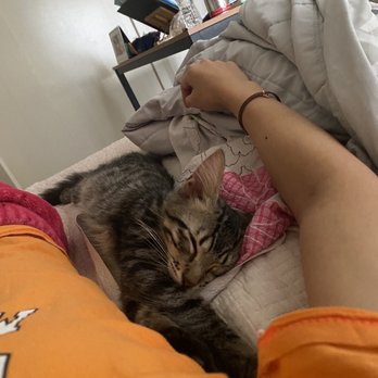 Cats In Tow - Pet Adoption Near Me - Brea, California
