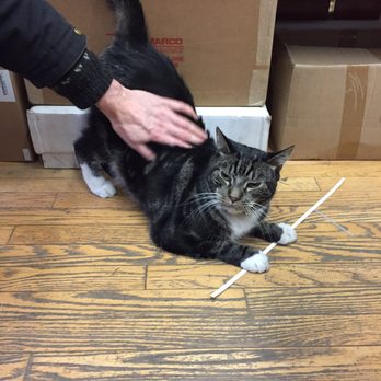 Atc Images - Office cat - Printing Services Near Me - New York, New York Atc Images - Office cat - Printing Services Near Me - New York, New York